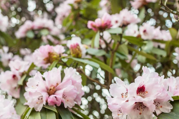 çiçek açan bush narin pembe çiçekler