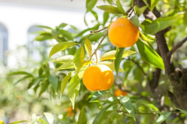 olgunlaşmış meyve ile mandalina ağacı