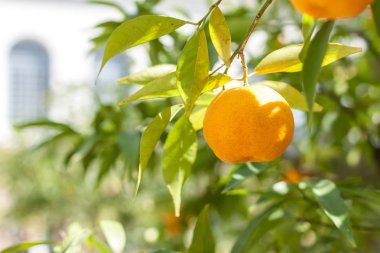 olgunlaşmış meyve ile mandalina ağacı