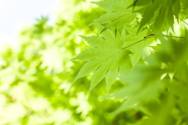 gökyüzü arka plan karşı yeşil yaprakları