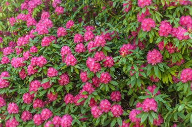 parlak pembe çiçeklerin çiçeği