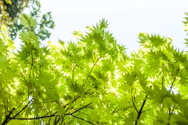 Groene bladeren, tegen de hemelachtergrond — Stockfoto