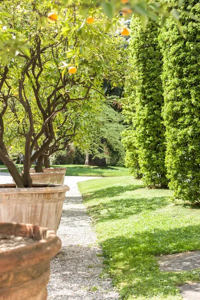 olgunlaşmış meyve ile mandalina ağacı