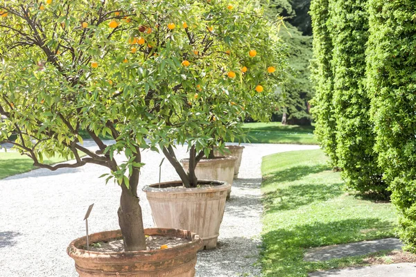 olgunlaşmış meyve ile mandalina ağacı