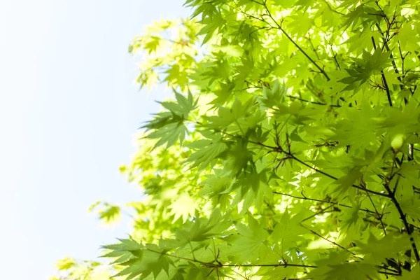 Groene bladeren, tegen de hemelachtergrond — Stockfoto