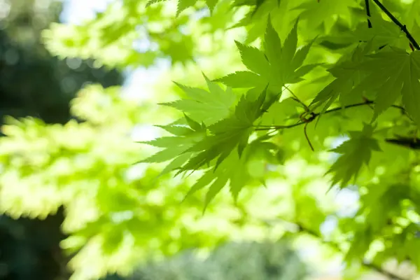 Зеленые листья на фоне неба — стоковое фото