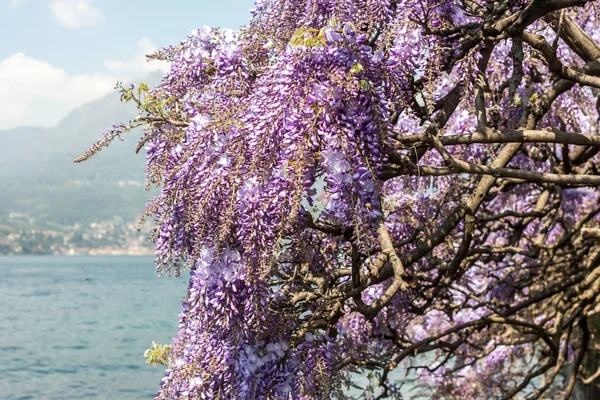 Su yüzeyi üzerinde çiçek açan wisteria — Stok fotoğraf