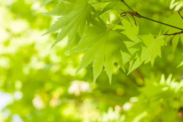 Groene bladeren, tegen de hemelachtergrond — Stockfoto