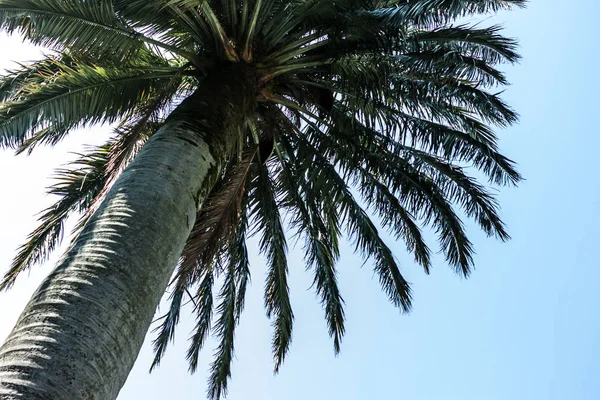 Palma contro sfondo cielo blu — Foto Stock