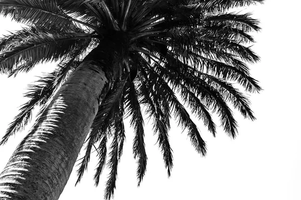 Black palm tree against white background — Stock Photo, Image