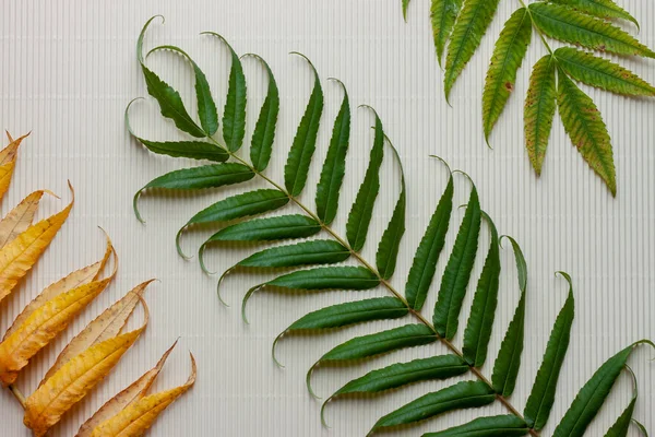 Herfst bladeren patronen en texturen op houten achtergrond — Stockfoto