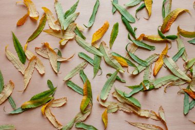 Sonbahar sarı yaprakları ahşap arka planda dağınık