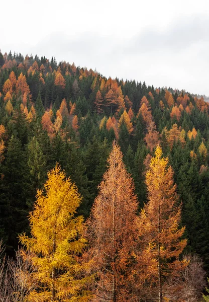 Höstskog med gröna granar och gul lärka — Stockfoto