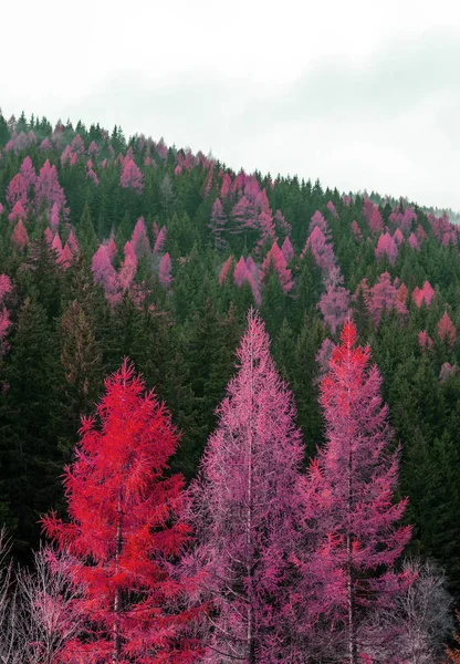 Höstskog med gröna granar och röd lärk — Stockfoto