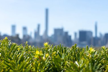 New York şehir silueti yeşil dalların üzerinde