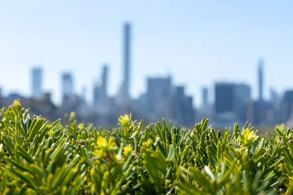 New York City silhouette su rami verdi — Foto Stock