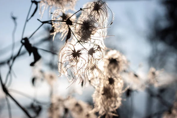 Natuur achtergrond bomen en gedroogde bloemen — Stockfoto