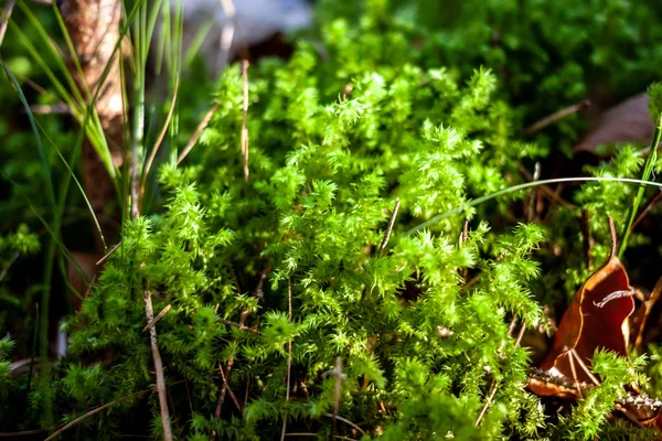 Belo musgo verde brilhante no chão na floresta — Fotografia de Stock