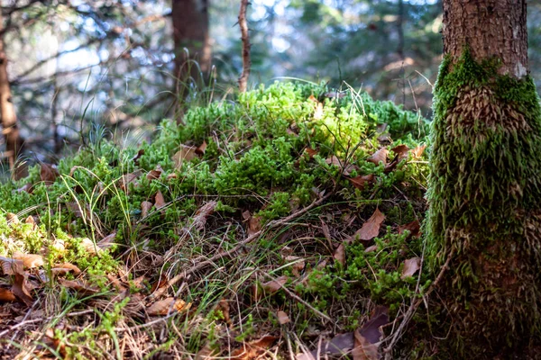 Beautiful bright green moss on ground in forest — Stock Photo, Image