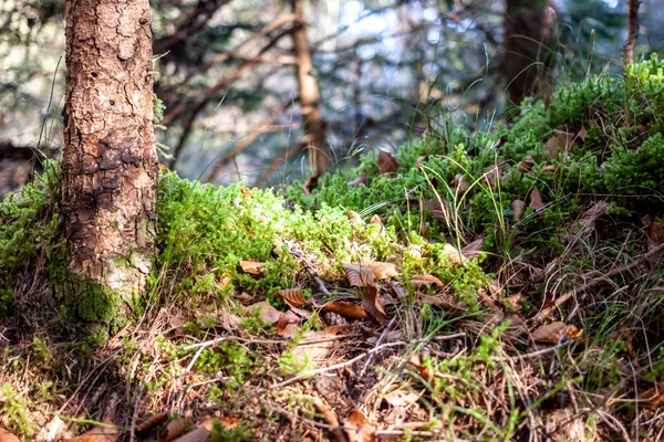 Belo musgo verde brilhante no chão na floresta — Fotografia de Stock