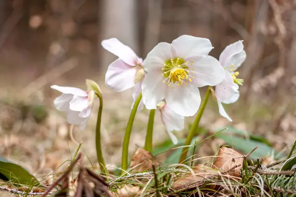 Bellissimo fiore della foresta macro primo piano — Foto Stock