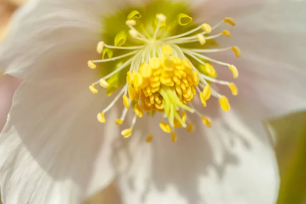 Beautiful forest flower blossom macro closeup — Stock Photo, Image