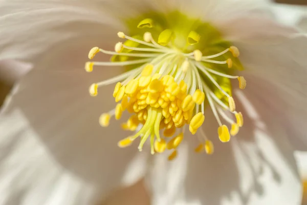 Beautiful forest flower blossom macro closeup — Stock Photo, Image