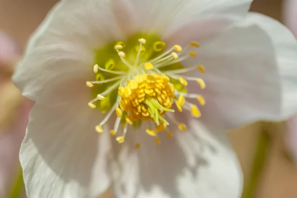 Mooie bos bloem bloesem macro close-up — Stockfoto