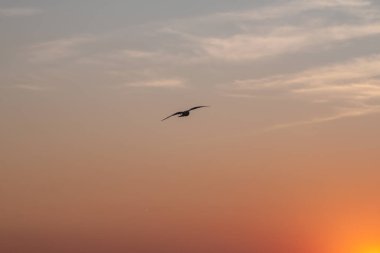 Güzel günbatımı gökyüzü ve yalnız bir kuş.