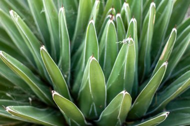 Yeşil yapraklar sulu yakın çekim