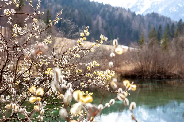Frühling blühende schöne Weidenzweige Nahaufnahme — Stockfoto