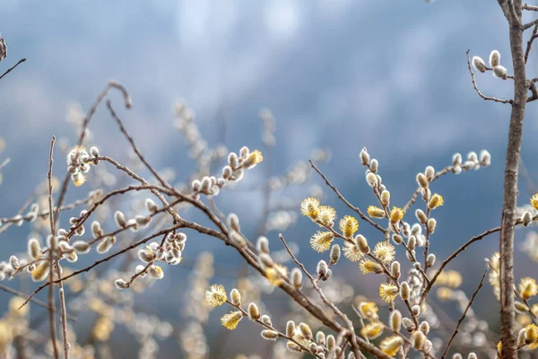 Primavera florescendo bonito salgueiro ramo closeup — Fotografia de Stock