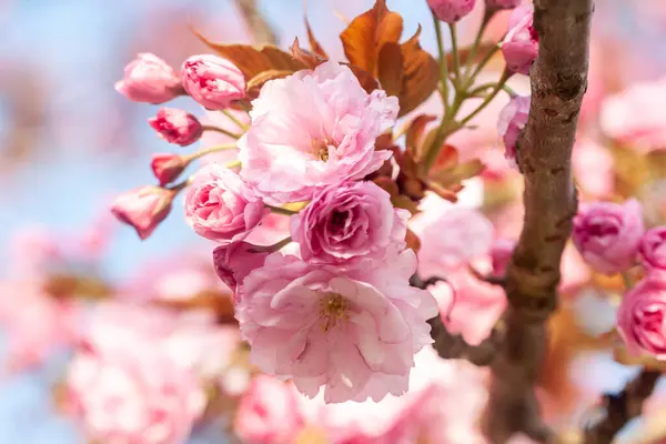 Beautiful cherry blossom macro pink flower — Stock Photo, Image