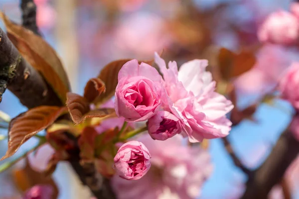 Beautiful cherry blossom macro pink flower — Stock Photo, Image