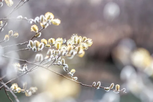 Bahar çiçekleri güzel söğüt dalları kapanıyor. — Stok fotoğraf
