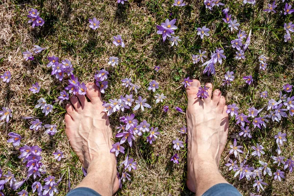 Pés masculinos em campo de flores de croco ou açafrão — Fotografia de Stock