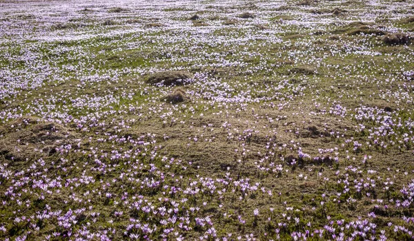 Pole kwiatów krokusa lub szafranu w Alpach — Zdjęcie stockowe