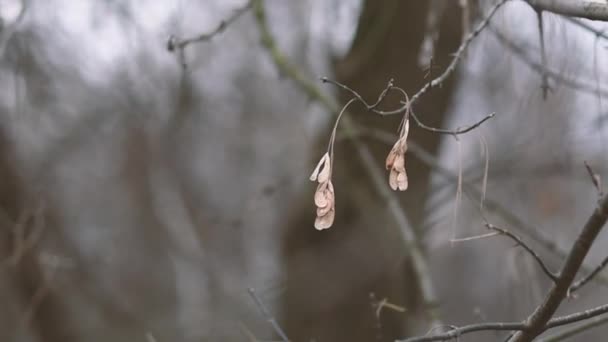 Des branches d'arbres nues se balancent dans le vent Séquence Vidéo