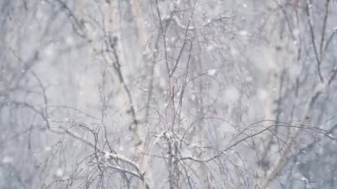 Snow falling with a bare tree in the background