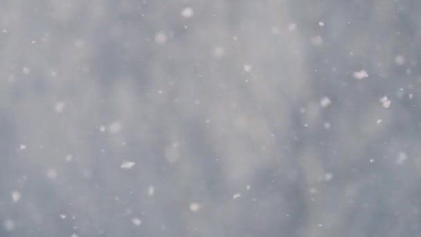 Snow falling with a bare tree in the background — Stok video