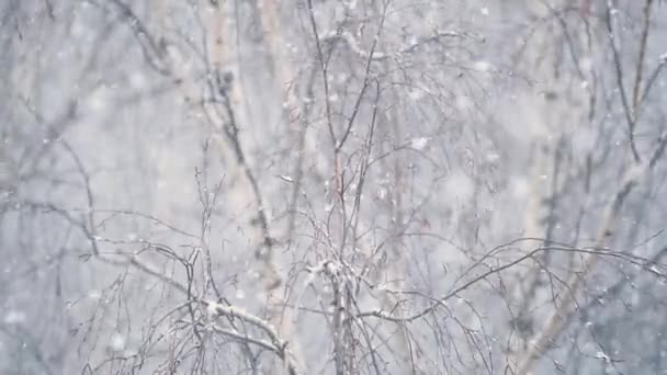 Snow falling with a bare tree in the background — Stok video