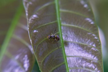 Yapraklarda Bactrocera, Doğulu Fruit Fly