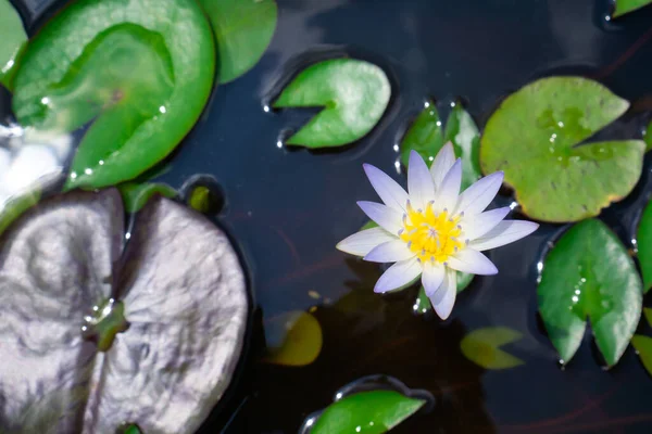 Sudaki Yeşil Yaprakların Üzerindeki Beyaz Pembe Nilüfer Çiçekleri — Stok fotoğraf
