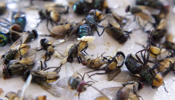 Carcass苍蝇和苍蝇蛋在胶水上诱捕昆虫 — 图库照片#