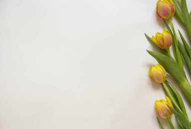Beyaz arkaplanda izole edilmiş sarı lale buketi ve metin için fotokopi alanı. Üst Manzara. Düz yatıyordu.