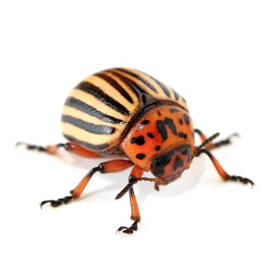 İzole edilmiş arka planda Colorado böceği