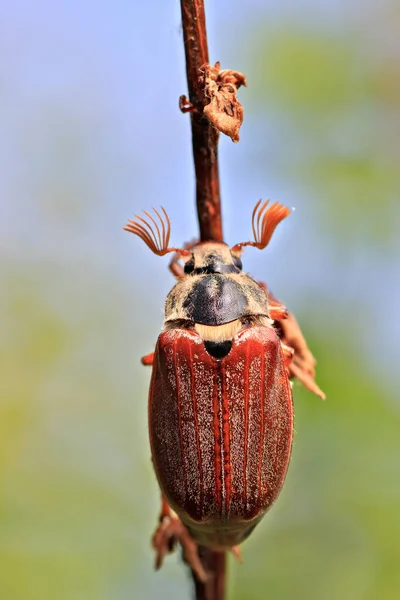 Cockchafer Στο Πράσινο Φόντο — Φωτογραφία Αρχείου