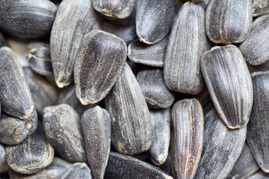 Birçok ayçekirdeği - dolmuş arkaplan