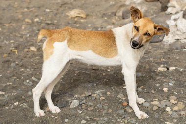 komik köpek sahilde