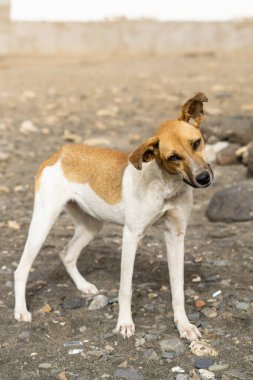 komik köpek sahilde